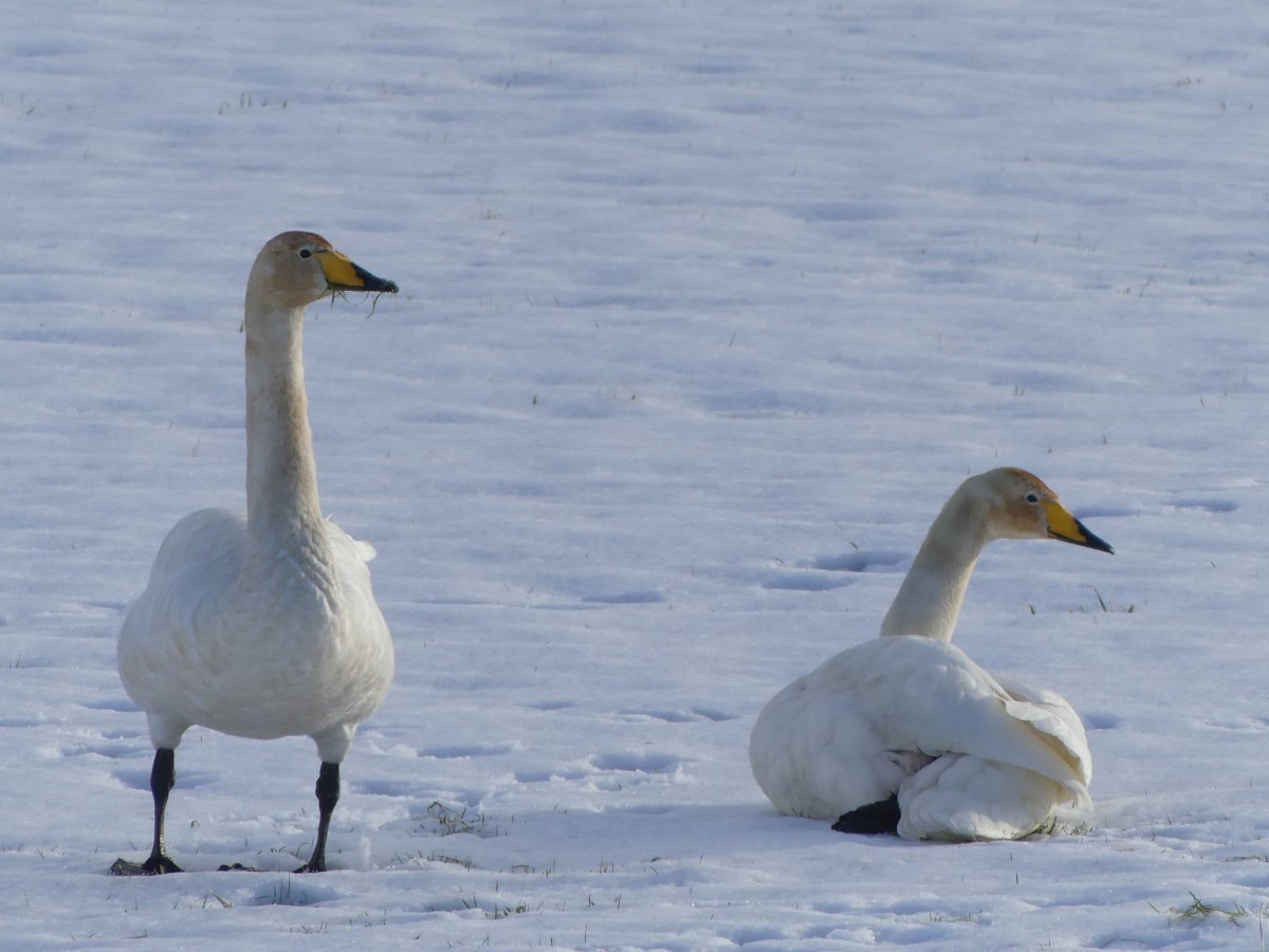 Whooper Swans (2)